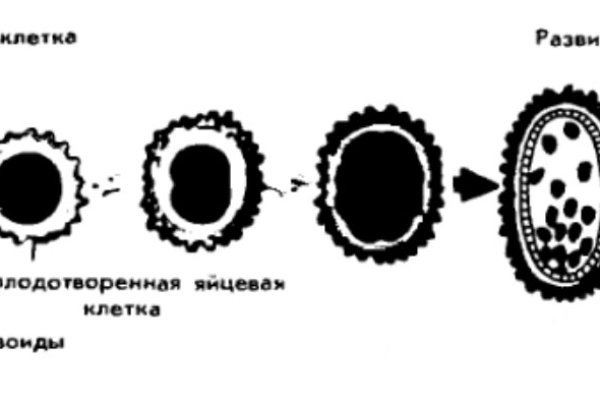 Мега 4