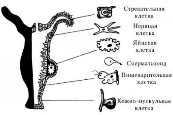 Megaruzxpnew4af onion ссылка