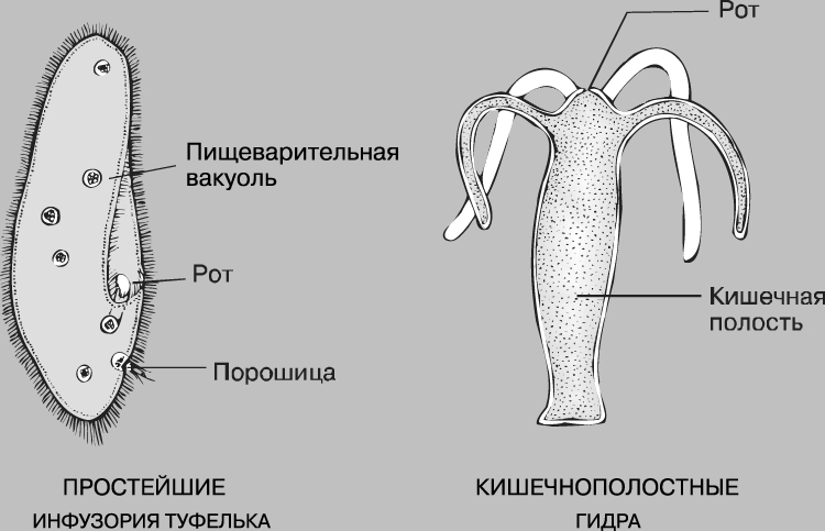 Мега пишет вы забанены что делать